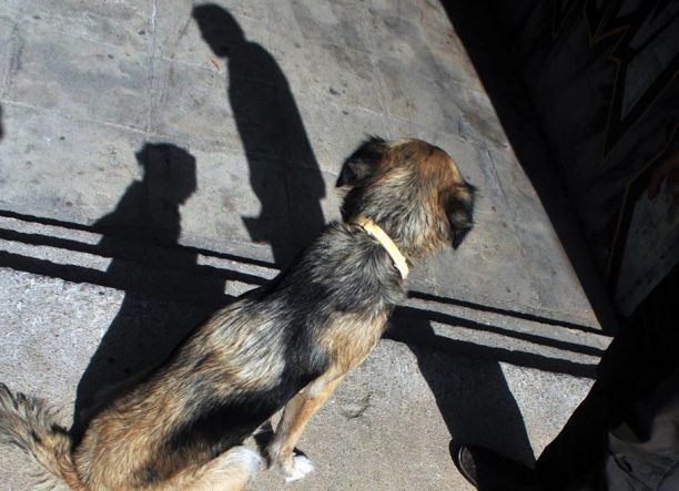 Φρόντισαν τα σκυλιά των άστεγων στην Αθήνα